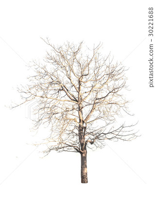 Tree isolated 30221688