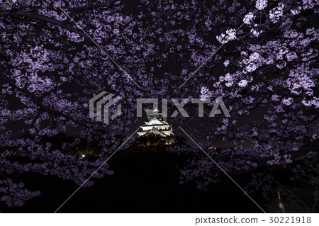 櫻桃樹在大阪的晚上 櫻桃樹在大阪的晚上 30221918