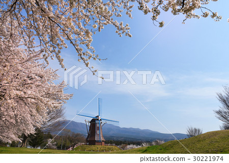 Cherry blossoms in full bloom Furawa Ranch 30221974