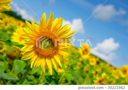 sunflower	 30221982