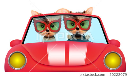 Couple of puppies sitting in a cabriolet 30222079