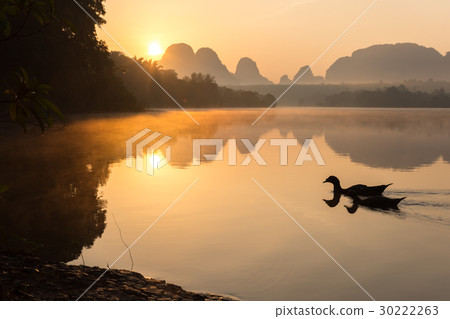 Morning Scene of Ducks in a Pond. 30222263