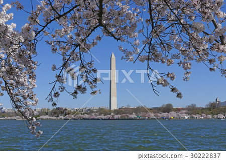 Washington Monument and Sakura Washington DC Washington Monument and Sakura Washington DC 30222837