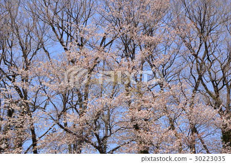Spring Hachioji Castle is like this Hachioji City 30223035