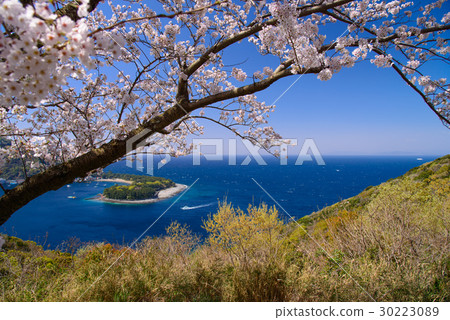 [靜岡]美濱海角，西伊豆戶田，櫻花季 30223089
