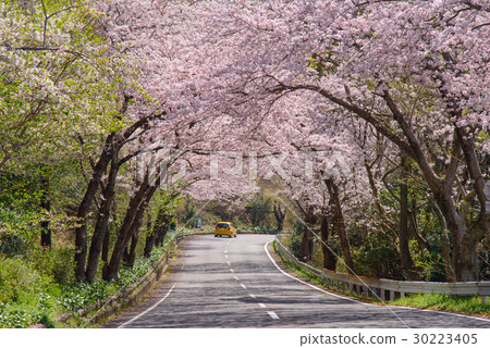 Cars running in the cherry tree tunnel 30223405