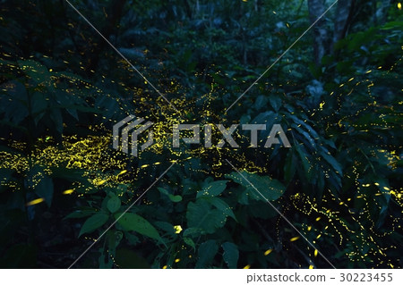 Yaeyama Botaru 30223455