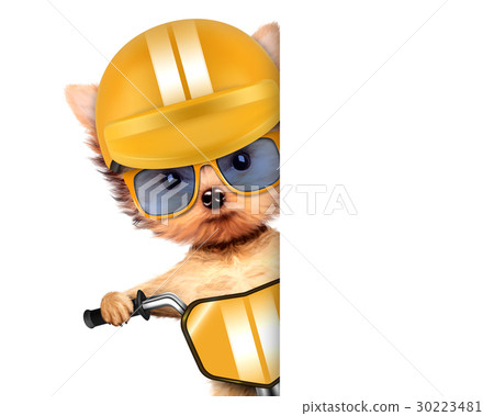 Funny racer dog with bike, helmet and sunglasses Funny racer dog with bike, helmet and sunglasses 30223481