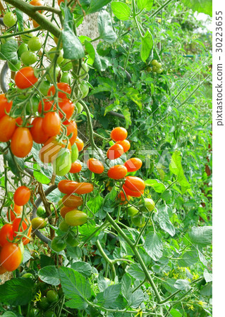 green plant with tomatoes green plant with tomatoes 30223655
