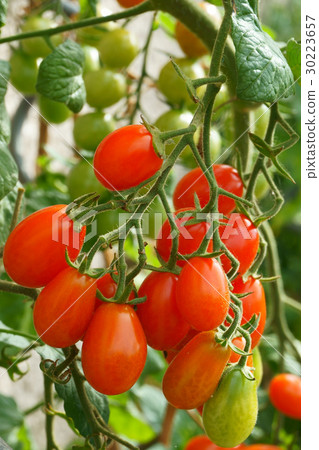 green plant with tomatoes green plant with tomatoes 30223657