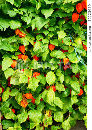 Physalis peruviana plant Physalis peruviana plant 30223659