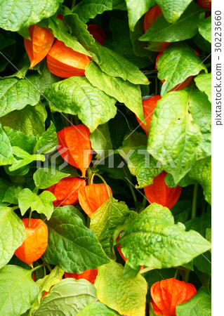 Physalis peruviana plant 30223660