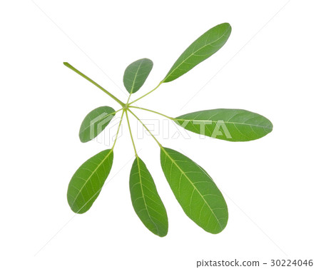 green leaf (Cerbera odollam Gaertn) isolated  30224046