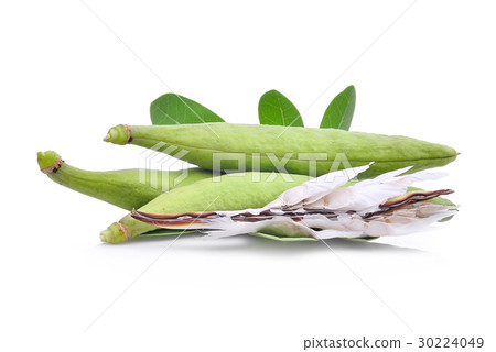 Tabebuia aurea pods isolated on white background 30224049