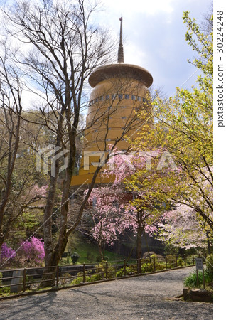 Miyamono當神社的櫻花盛開時,八王子市狹窄的村莊 Miyamono當神社的櫻花盛開時,八王子市狹窄的村莊 30224248