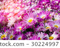 Vintage flower natural background,Chrysanthemums. 30224997