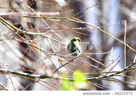 Wild birds in Mitaka-shi, Tokyo Megusto sticking to Nakahara's tree 30225371