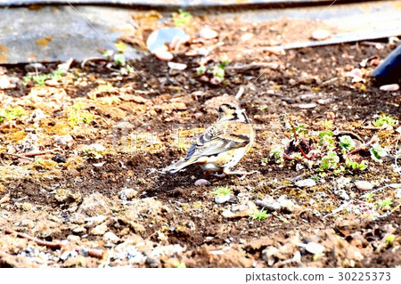Attrike of a wild bird Mitaka Nakahara oyster growing place in Mitaka-shi, Tokyo 30225373