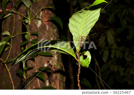 Long legged centipede under leaf Long legged centipede under leaf 30225467