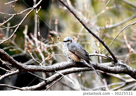 Wild bird sikawa neighborhood park in Mitaka-shi Tokyo Tokyo park with brown cherry tree 30225511
