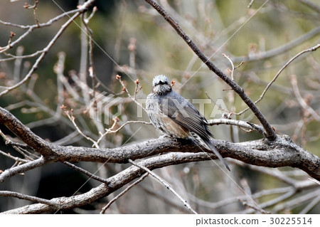 野生鳥sikawa鄰里公園在有三角洲市東京東京公園與棕色櫻桃樹 30225514