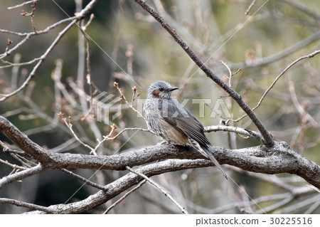 Wild bird sikawa neighborhood park in Mitaka-shi Tokyo Tokyo park with brown cherry tree 30225516