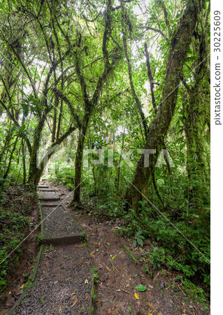 Stone path in rainforest Monteverde Costa Rica 30225609
