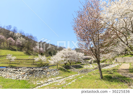 Yamazakura of Luo Town Yamazakura of Luo Town 30225836