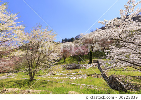 Yamazakura of Luo Town 30225839