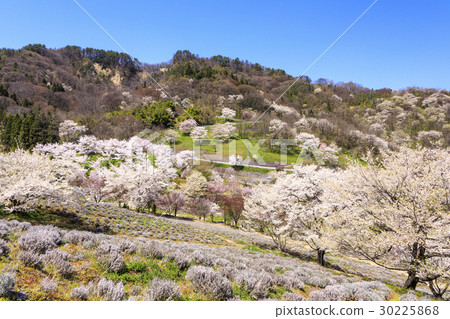 Yamazakura of Luo Town - Stock Photo [30225868] - PIXTA