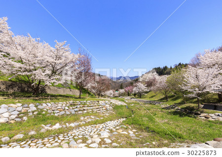 Yamazakura of Luo Town Yamazakura of Luo Town 30225873