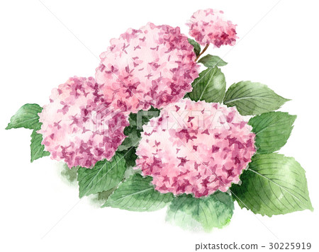 Pink hydrangea 30225919