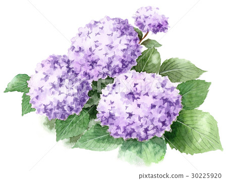 Purple hydrangea Purple hydrangea 30225920