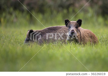 Wild boars in the forest in the wild  30226019
