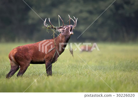 Red deer bellowing in the wild  30226020