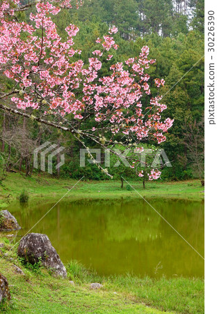 the beautiful flower in nature 30226390