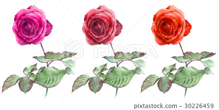 Red rose 3 rings Red rose 3 rings 30226459
