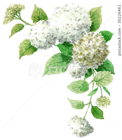 Hydrangea Annabel upper frame material Hydrangea Annabel upper frame material 30226461
