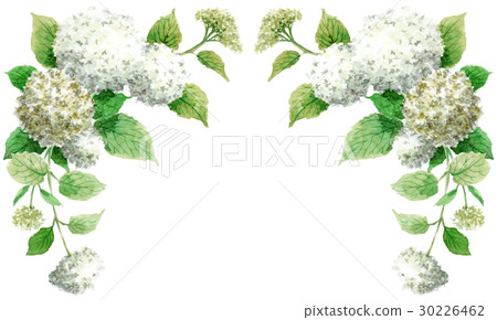 Hydrangea Annabel upper frame material Hydrangea Annabel upper frame material 30226462