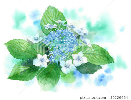 花繡球花 花繡球花 30226464