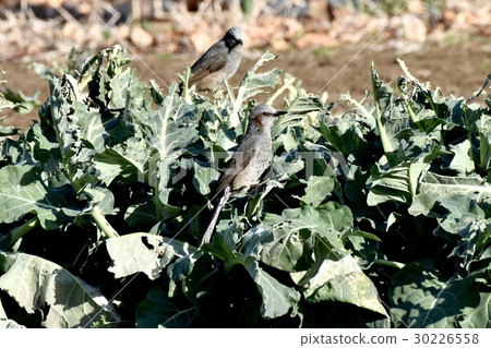Birds of a broccoli field before harvesting Wild bird Mitaka Nakahara in Mitaka-shi, Tokyo 30226558