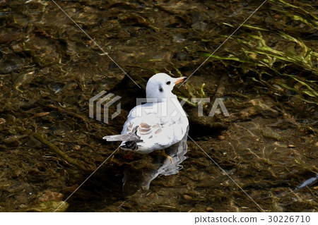 Uricamome floating in the wild bird Sengawa in Mitaka city, Tokyo Uricamome floating in the wild bird Sengawa in Mitaka city, Tokyo 30226710