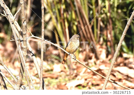 jawbataki的女性在公園毗鄰野生鳥Senkawa在Mitaka市,東京 jawbataki的女性在公園毗鄰野生鳥Senkawa在Mitaka市,東京 30226715