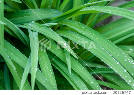 water drops on green grass macro 30226747