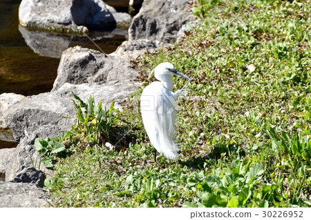 Wild birds in Mitaka city, Tokyo Wild birds arrange winter feathers at the grassland of Sengawa Wild birds in Mitaka city, Tokyo Wild birds arrange winter feathers at the grassland of Sengawa 30226952