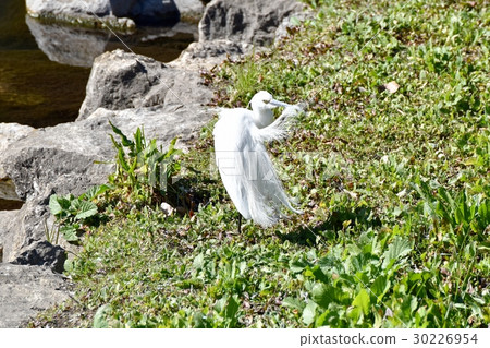 Wild birds in Mitaka city, Tokyo Wild birds arrange winter feathers at the grassland of Sengawa Wild birds in Mitaka city, Tokyo Wild birds arrange winter feathers at the grassland of Sengawa 30226954