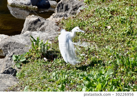 Wild birds in Mitaka city, Tokyo Wild birds arrange winter feathers at the grassland of Sengawa Wild birds in Mitaka city, Tokyo Wild birds arrange winter feathers at the grassland of Sengawa 30226956