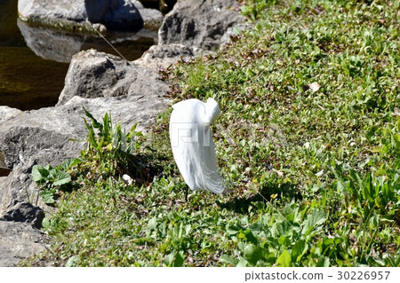 Wild birds in Mitaka city, Tokyo Wild birds arrange winter feathers at the grassland of Sengawa Wild birds in Mitaka city, Tokyo Wild birds arrange winter feathers at the grassland of Sengawa 30226957