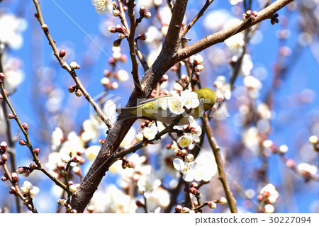 Wild birds in Mitaka city, Tokyo Wild birds sucking the honey of Sengawa walkway Wild birds in Mitaka city, Tokyo Wild birds sucking the honey of Sengawa walkway 30227094