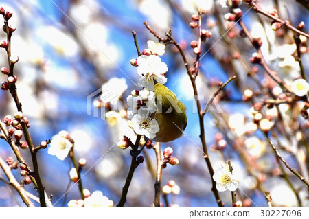 在東京三鷹市的野生鳥類從Sengawa走道吮吸蜂蜜的野生鳥類 在東京三鷹市的野生鳥類從Sengawa走道吮吸蜂蜜的野生鳥類 30227096